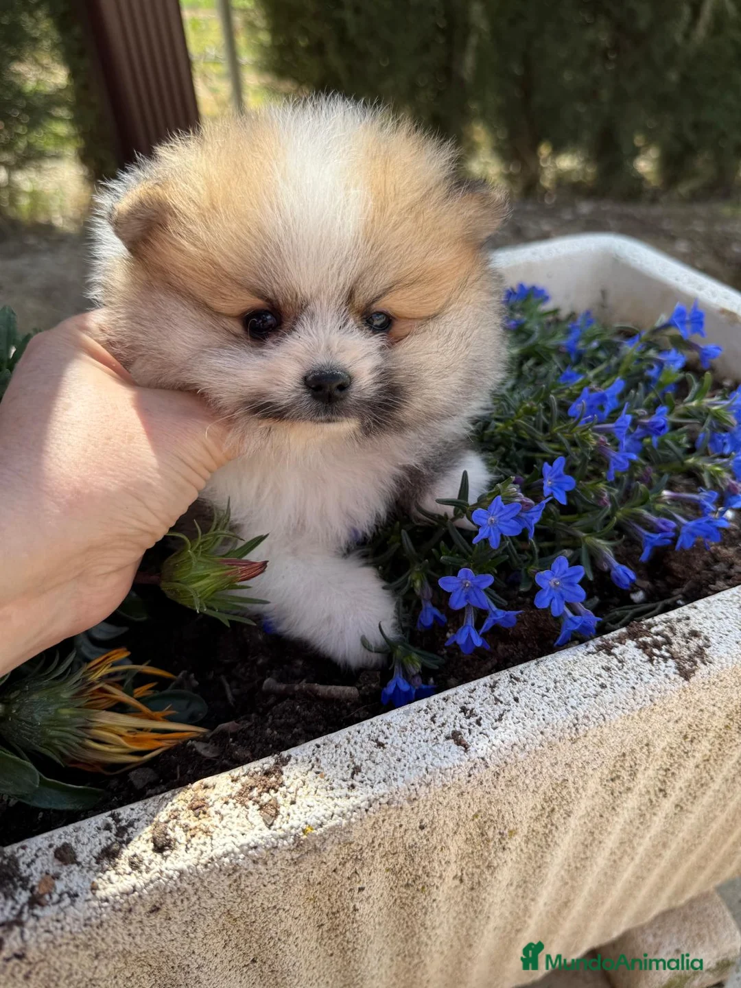 Pomerania perros en venta: Pomerania tricolor macho TOY disponible  - Anuncio 2