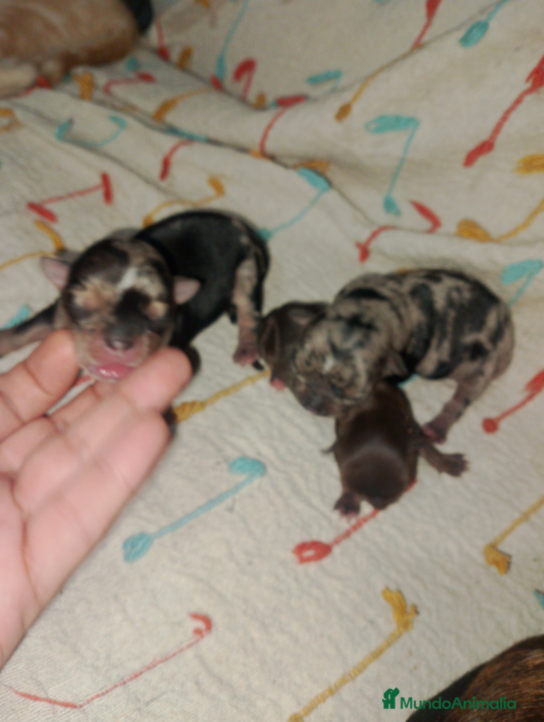 Chihuahua perros en venta: Último cachorrito de Chihuahua Merle - Imagen 3