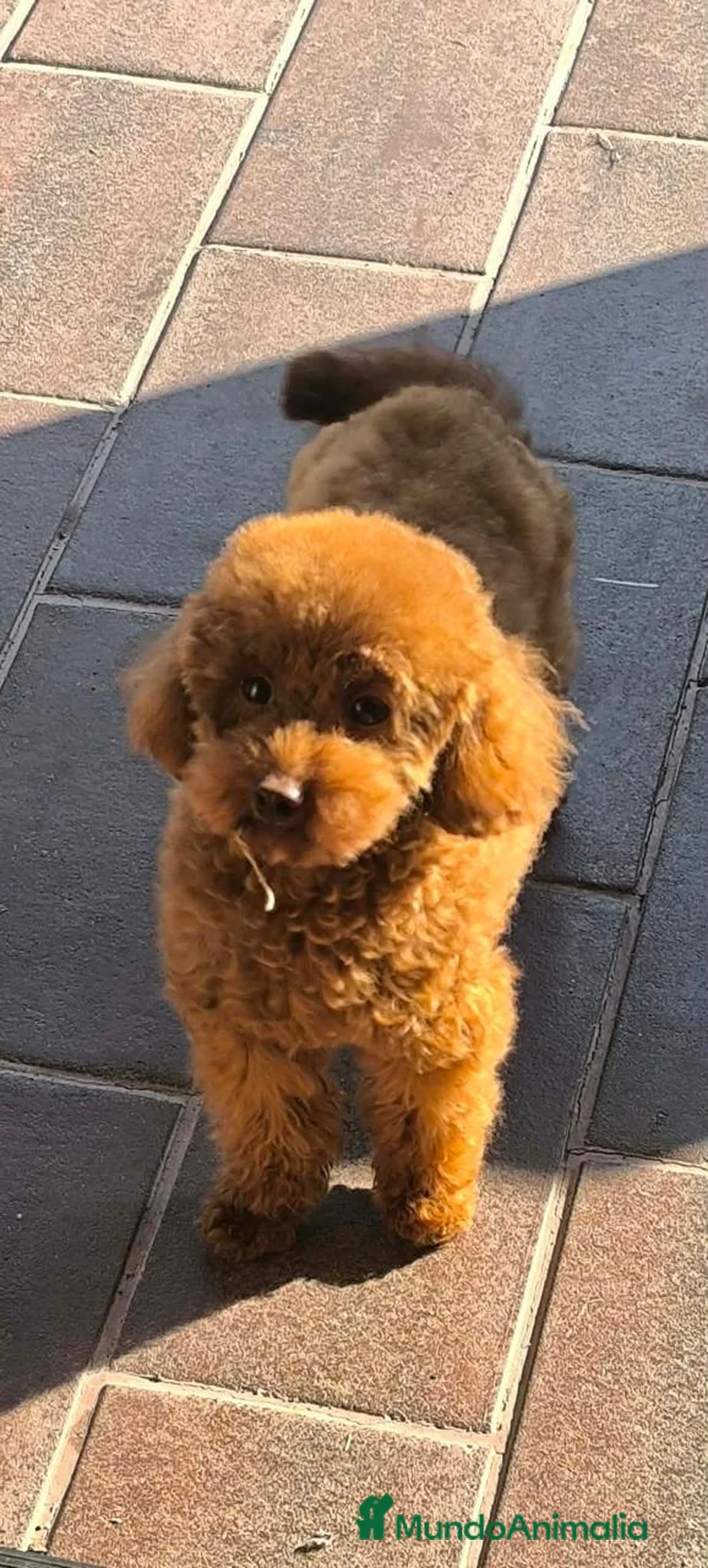Caniche Toy perros en venta: Caniche Toy  - Anuncio 2