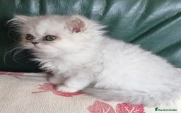 Persa gatos en venta: Persa Chinchilla Hembra - Imagen 1