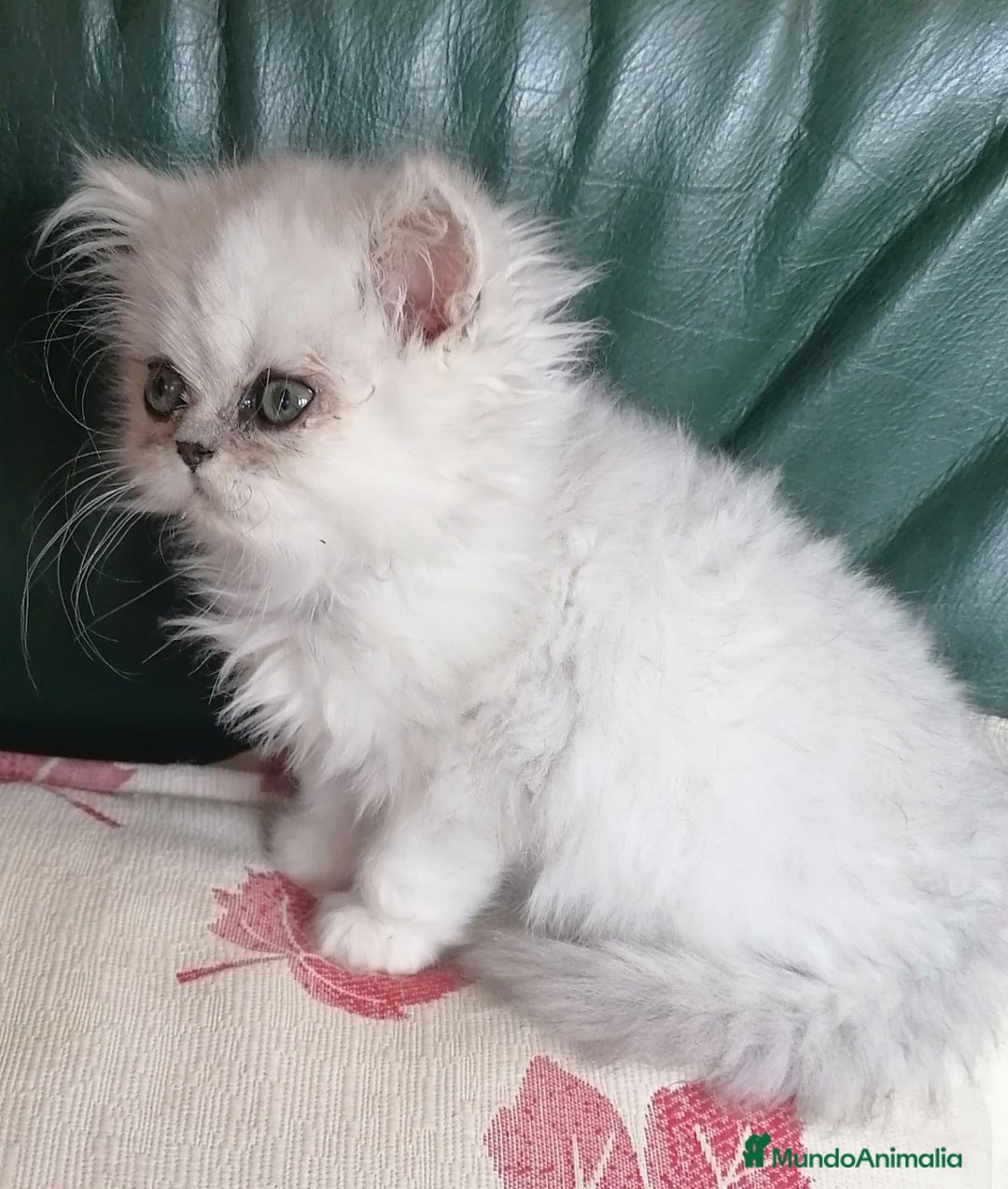 Persa gatos en venta: Persa Chinchilla Hembra - Imagen 1