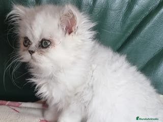 Persa gatos Persa Chinchilla Hembra - Anuncio 5