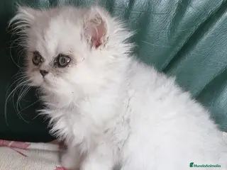 Persa gatos Persa Chinchilla Hembra - Anuncio 15