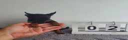 Chihuahua perros en venta: Chihuahua miniatura  - Anuncio 3