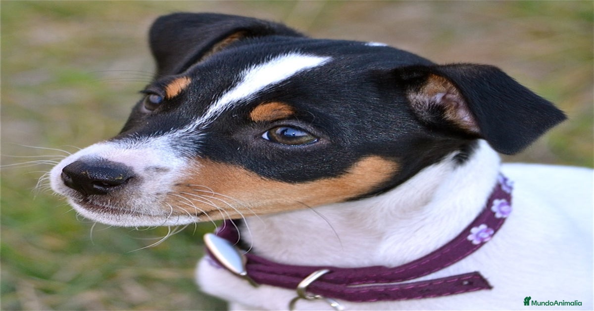 JACK RUSSELL PELO CORTO PATA CORTA en venta en Barcelona | MundoAnimalia