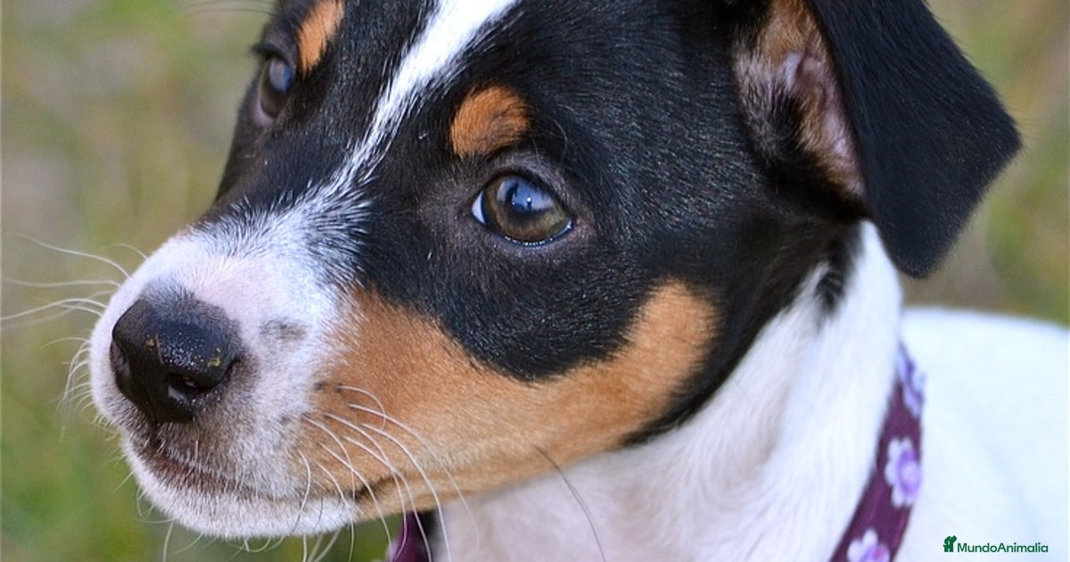 Patajack JACK RUSSELL PELO CORTO PATA CORTA en venta en Barcelona | MundoAnimalia
