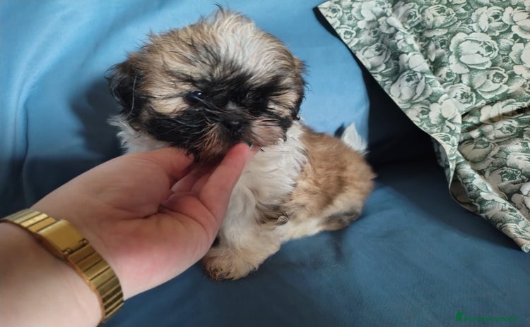 Shih Tzu perros - Anuncio 1