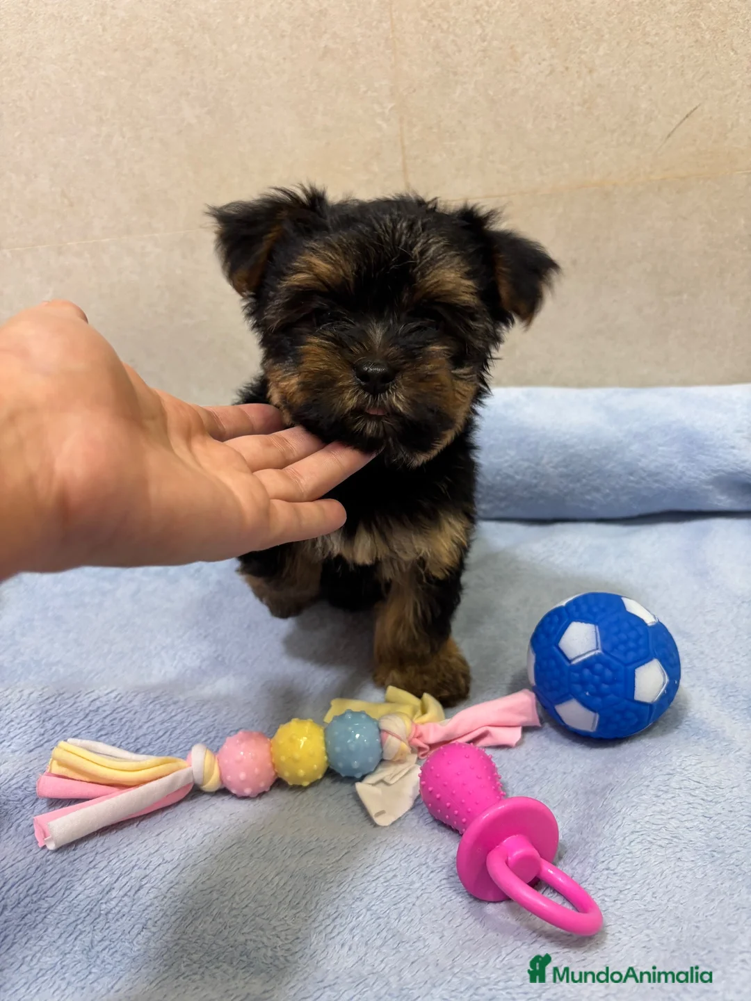 Yorkshire Terrier perros en venta: Yorkshire toy🐾 - Anuncio 1