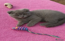 Scottish Fold gatos en venta: Gatita Scottish fold  - Imagen 1