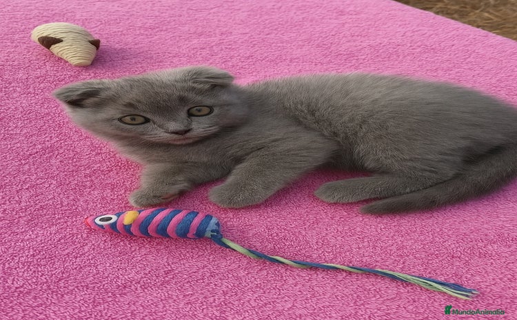 Scottish Fold gatos - Anuncio 1