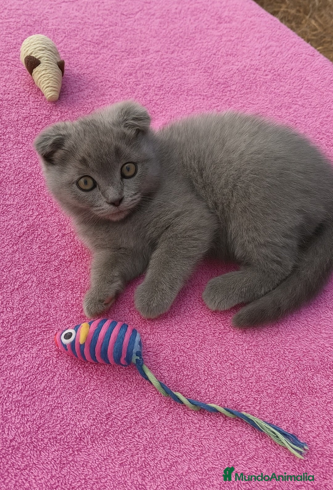 Scottish Fold gatos en venta: Gatita Scottish fold  - Imagen 1