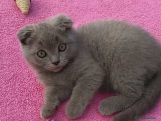 Scottish Fold gatos - Anuncio 1