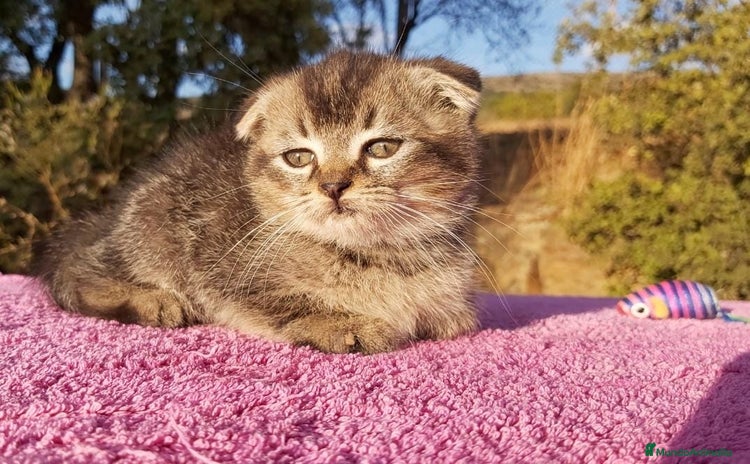 Scottish Fold gatos Scottish fold machito ojos verdes chinchilla - Anuncio 1