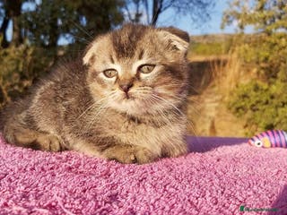 Scottish Fold gatos Scottish fold machito ojos verdes chinchilla - Anuncio 7