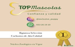 Caniche Toy perros en venta: 🥇 Caniche Toy Asiático  - Imagen 4