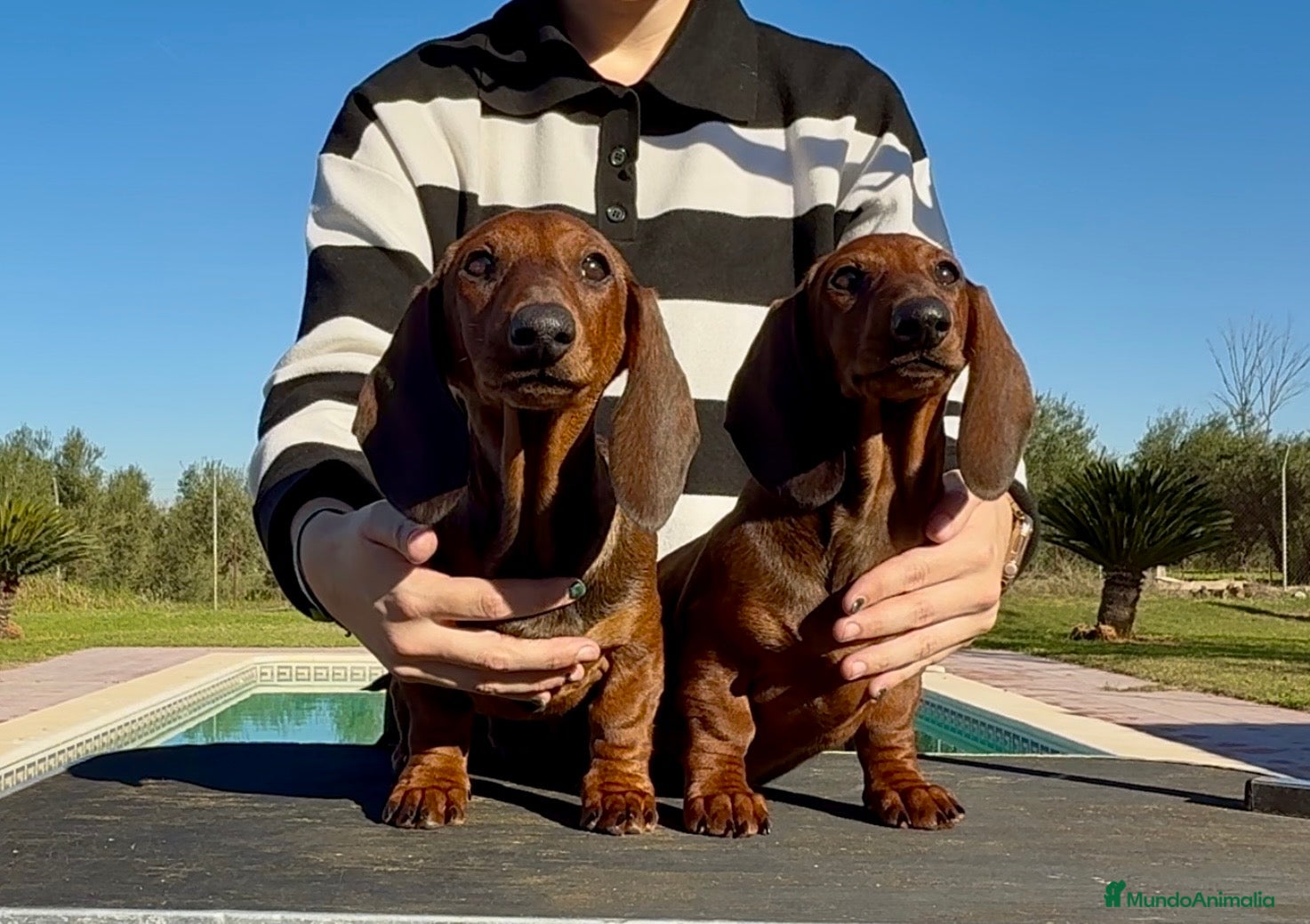 Teckel perros Cachorros hembras teckel standard - Anuncio 13