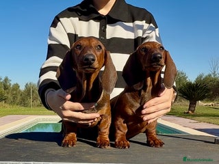 Teckel perros Cachorros hembras teckel standard - Anuncio 2