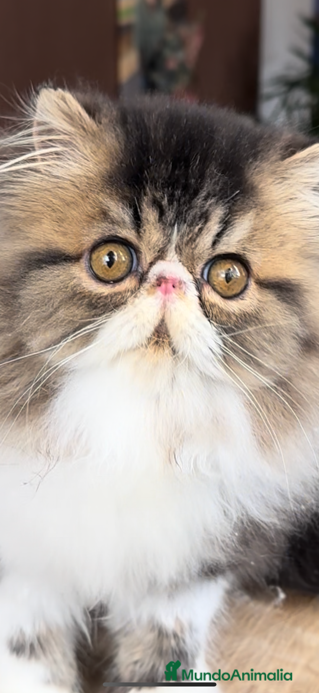 Persa gatos en venta: Persa macho Bicolor Brown Tabby  - Anuncio 4