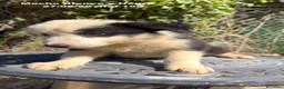 Border Collie perros en venta: BORDER COLLIE DE VILLA BIZNAGA - Anuncio 23