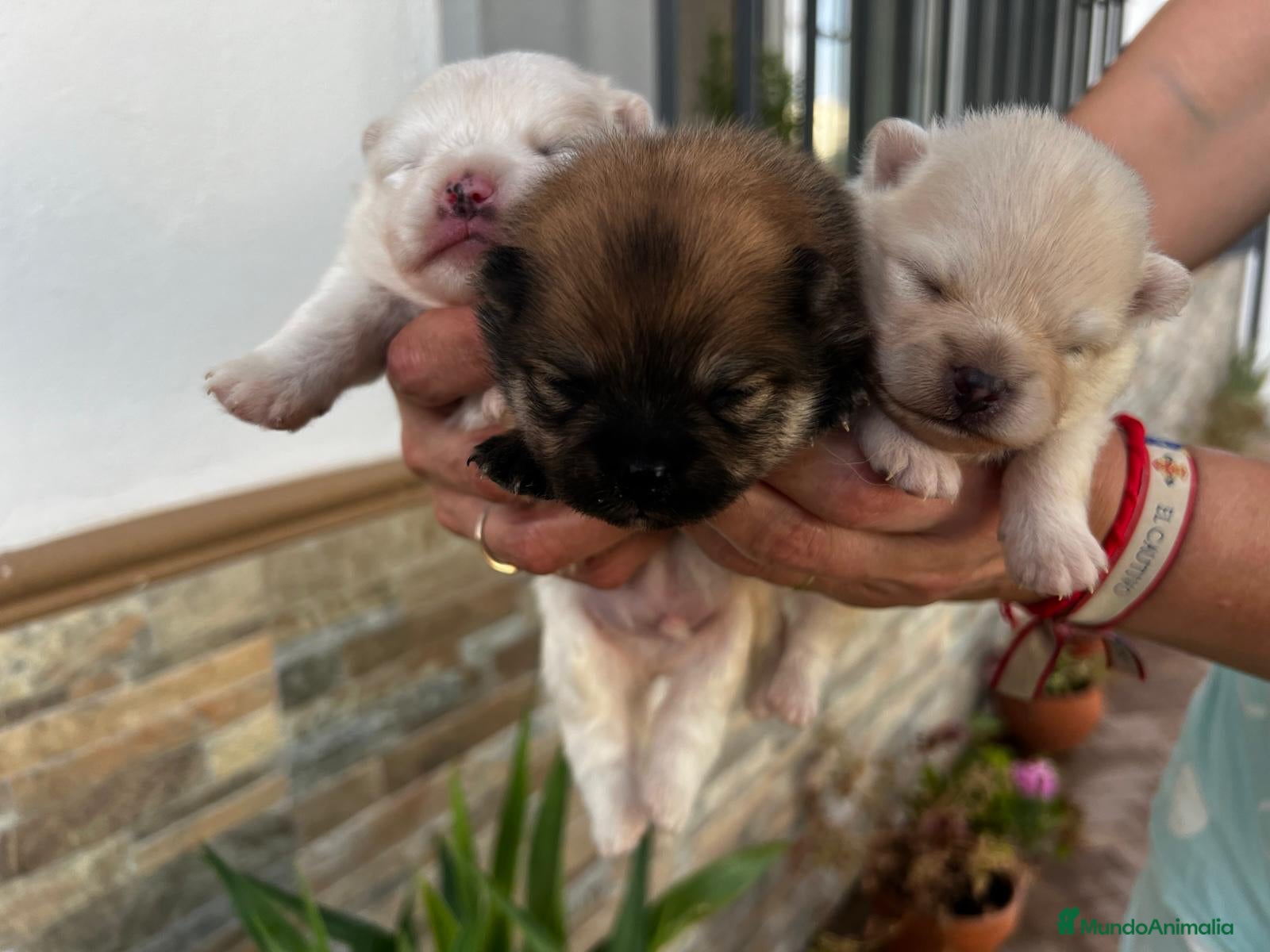 Pomerania perros Pomerania  - Anuncio 1