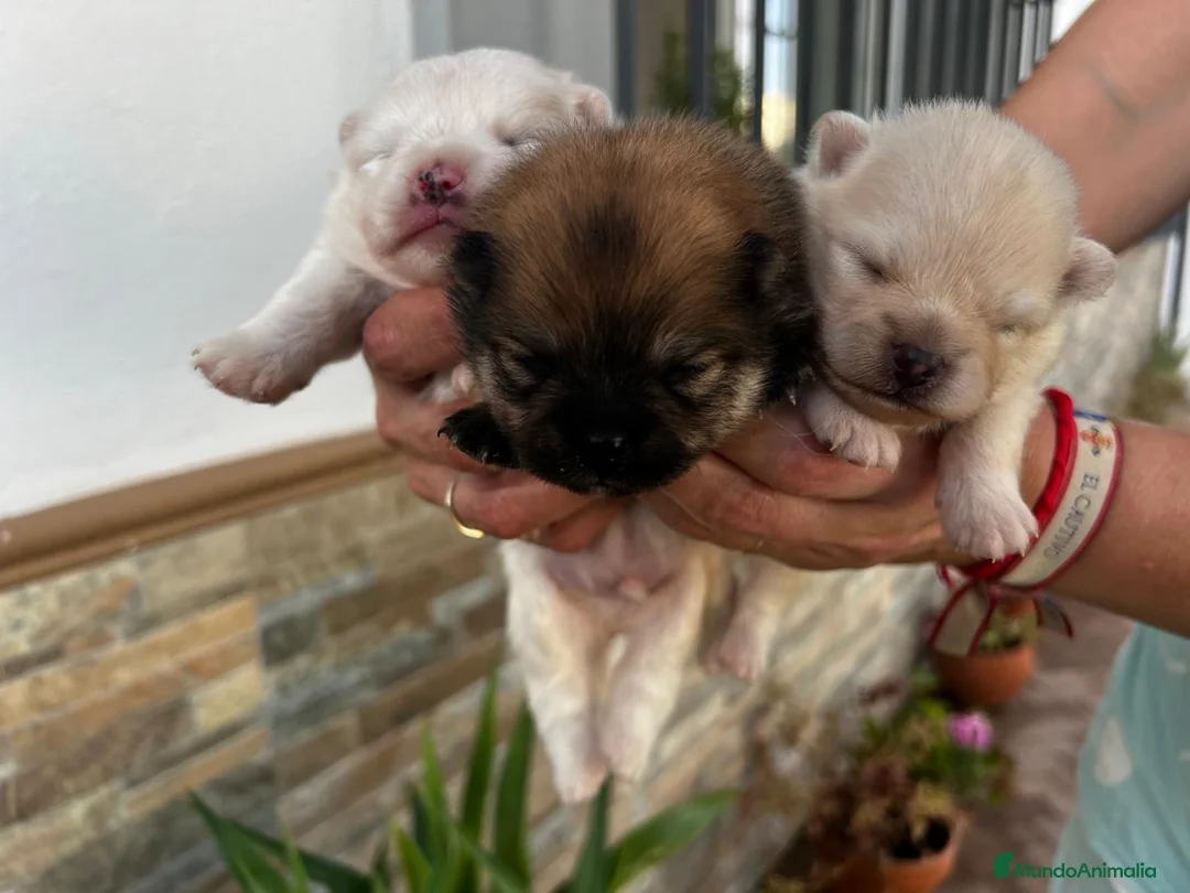 Pomerania perros en venta: Pomerania  - Anuncio 1
