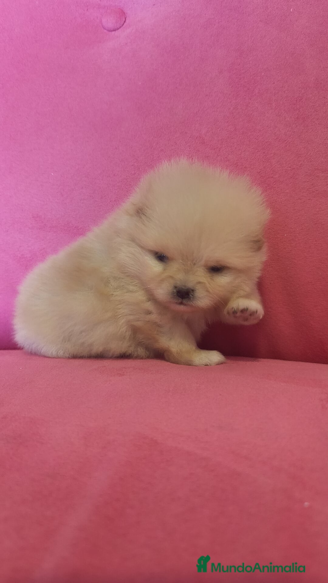 Pomerania perros Lulú Pomerania hembra y macho  - Anuncio 2