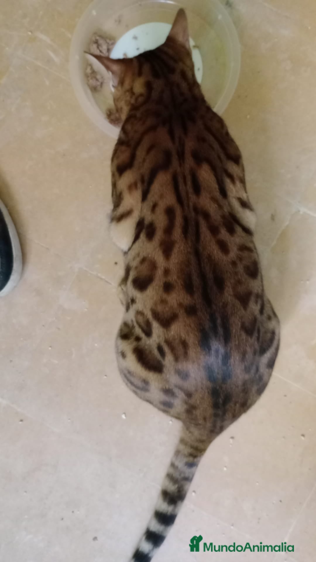 Bengalí gatos en venta: Gatos bengalis tienen 8 meses  - Anuncio 15