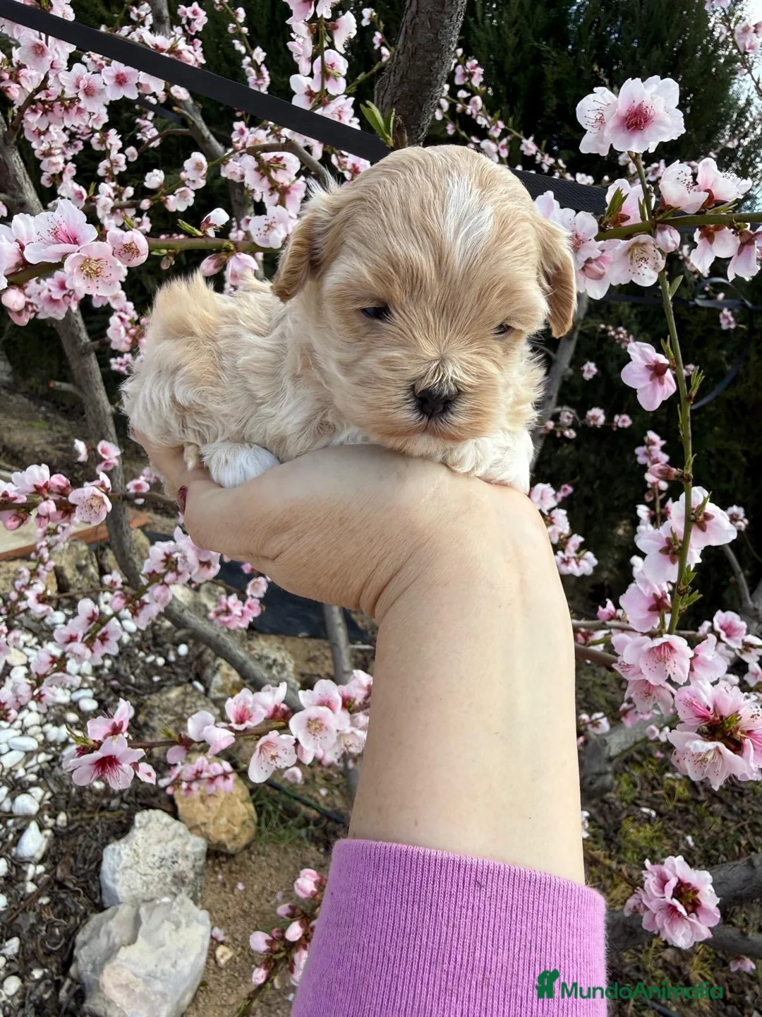 Maltipoo perros en venta: Maltipoo Particolor!!!! - Anuncio 14