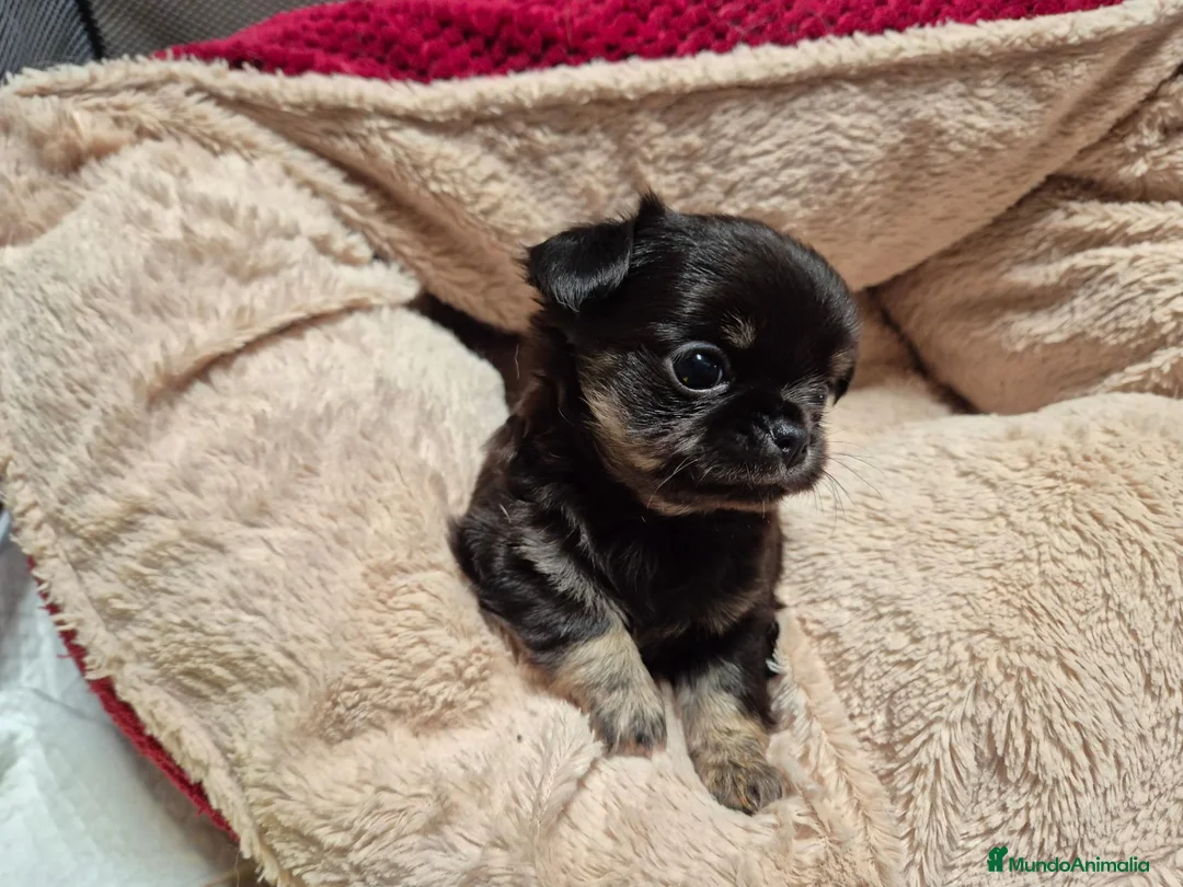 Chihuahua perros en venta: Cachorros de chihuahua - Anuncio 2
