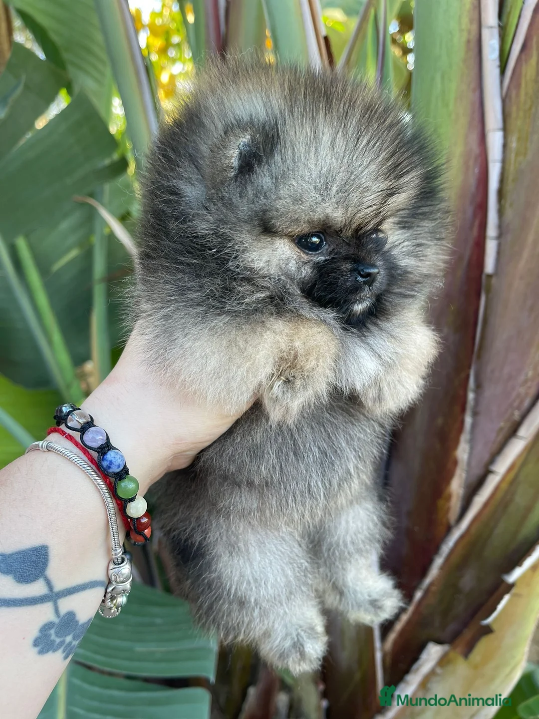 Pomerania perros en venta: POMERANIAS EXCLUSIVOS Y MAXIMA CALIDAD en Málaga - Anuncio 8