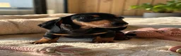 Teckel Miniatura perros en venta: TECKEL NEGRO FUEGO – HEMBRA Y MACHO 🤎🐾 - Anuncio 1
