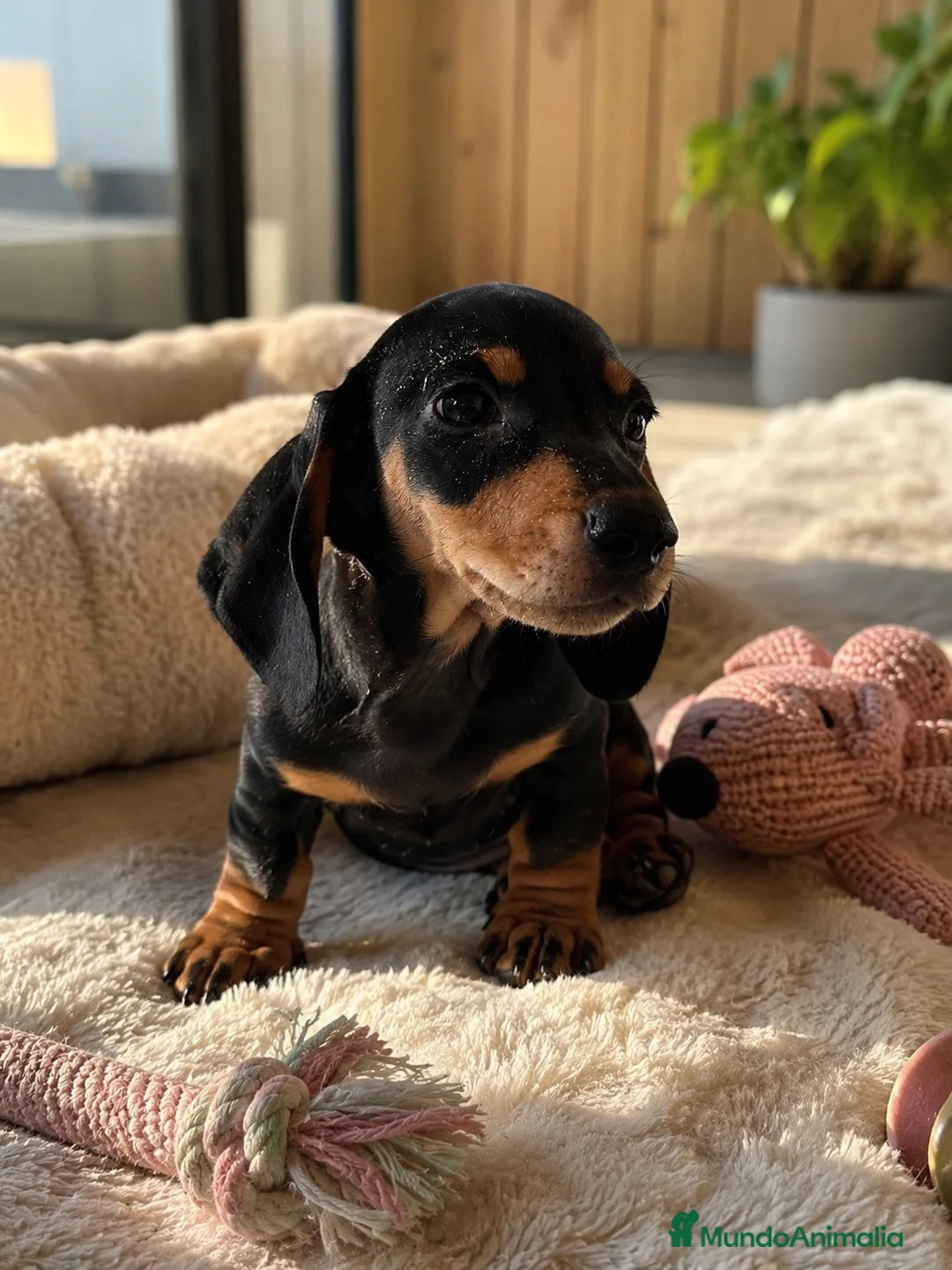 Teckel Miniatura perros en venta: TECKEL NEGRO FUEGO – HEMBRA Y MACHO 🤎🐾 - Anuncio 1