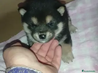 Shiba Inu perros Preciosos Cachorritos de Shiba Inu 🐶🐾 - Anuncio 3
