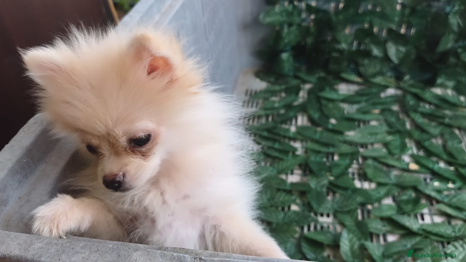 Pomerania perros Pomerania  - Anuncio 3