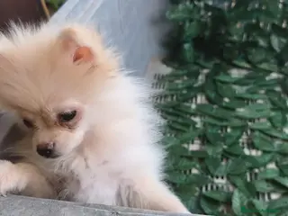 Pomerania perros Pomerania - Anuncio 3