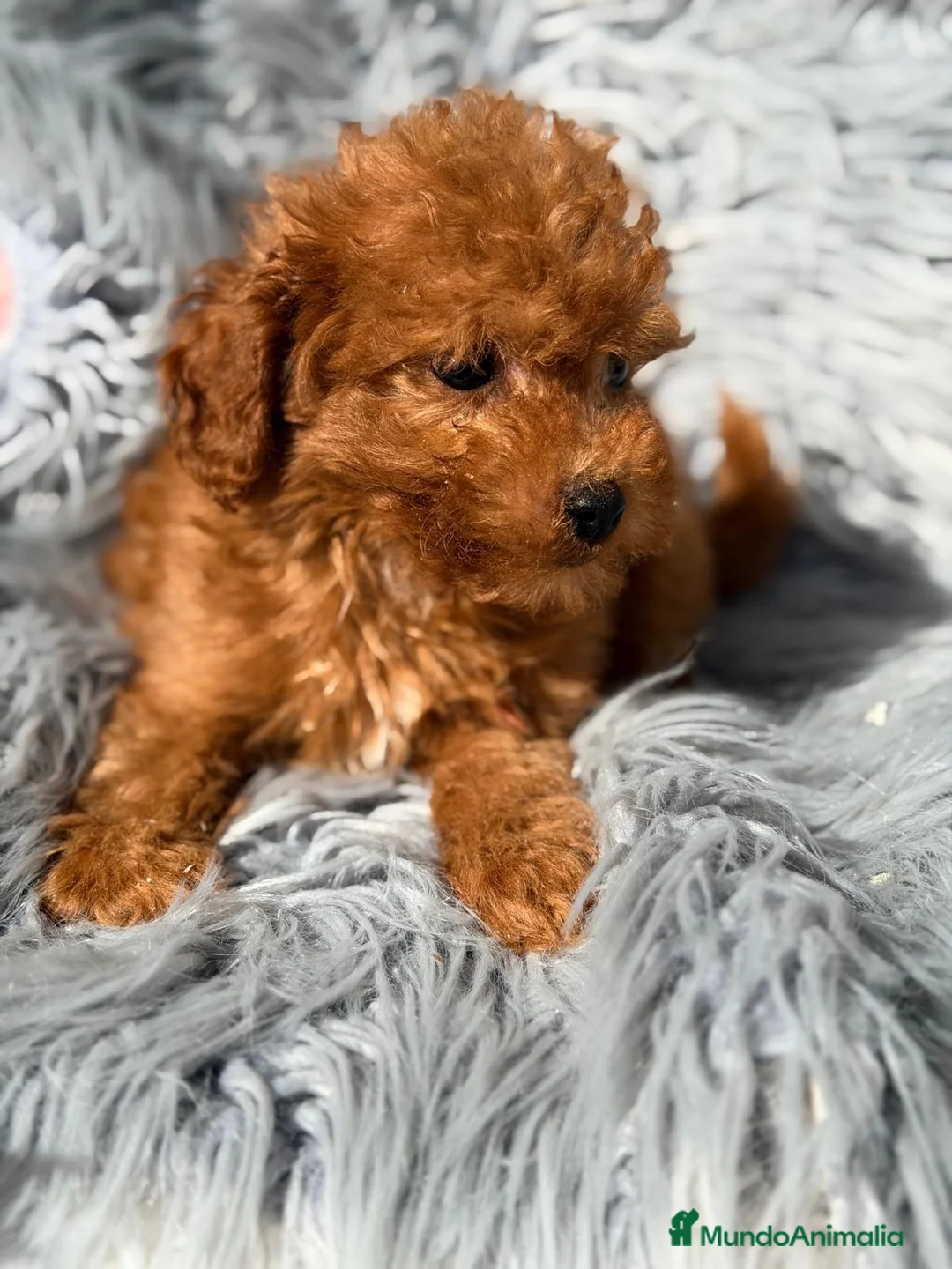 Maltipoo perros en venta: Maltipoo rojo - Anuncio 2
