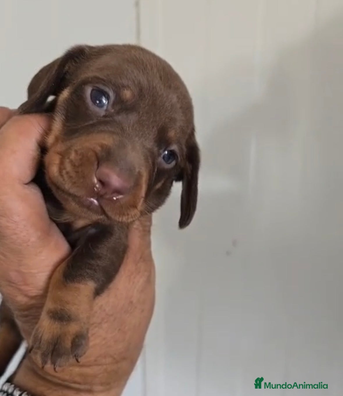 Teckel Miniatura perros Teckel miniatura macho chocolate  🩵🔥🐾 - Anuncio 2