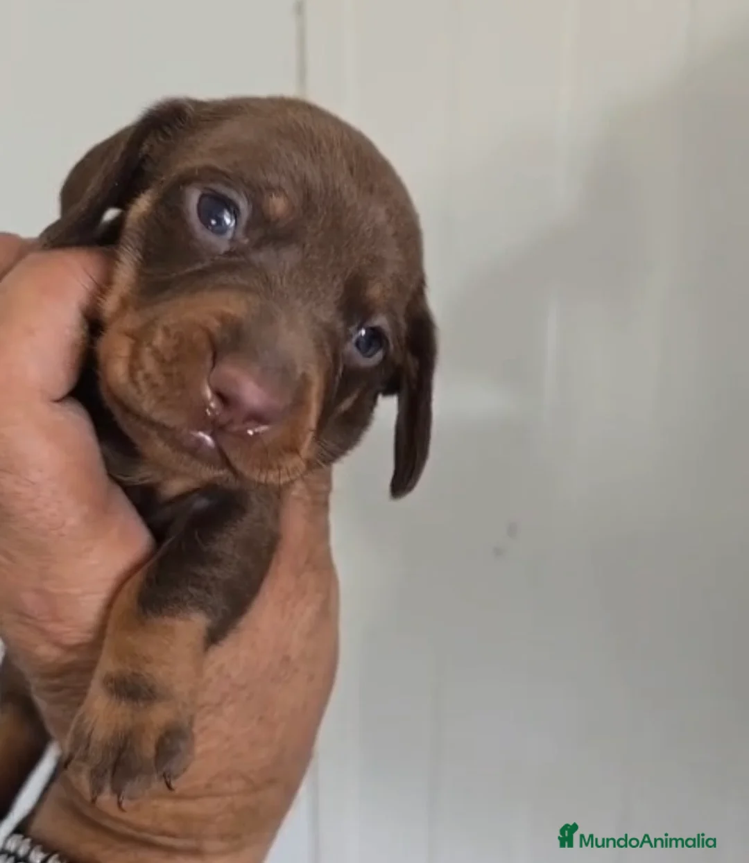 Teckel Miniatura perros en venta: Teckel miniatura macho chocolate  🩵🔥🐾 - Anuncio 1