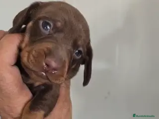 Teckel Miniatura perros Teckel miniatura macho chocolate 🩵🔥🐾 - Anuncio 2