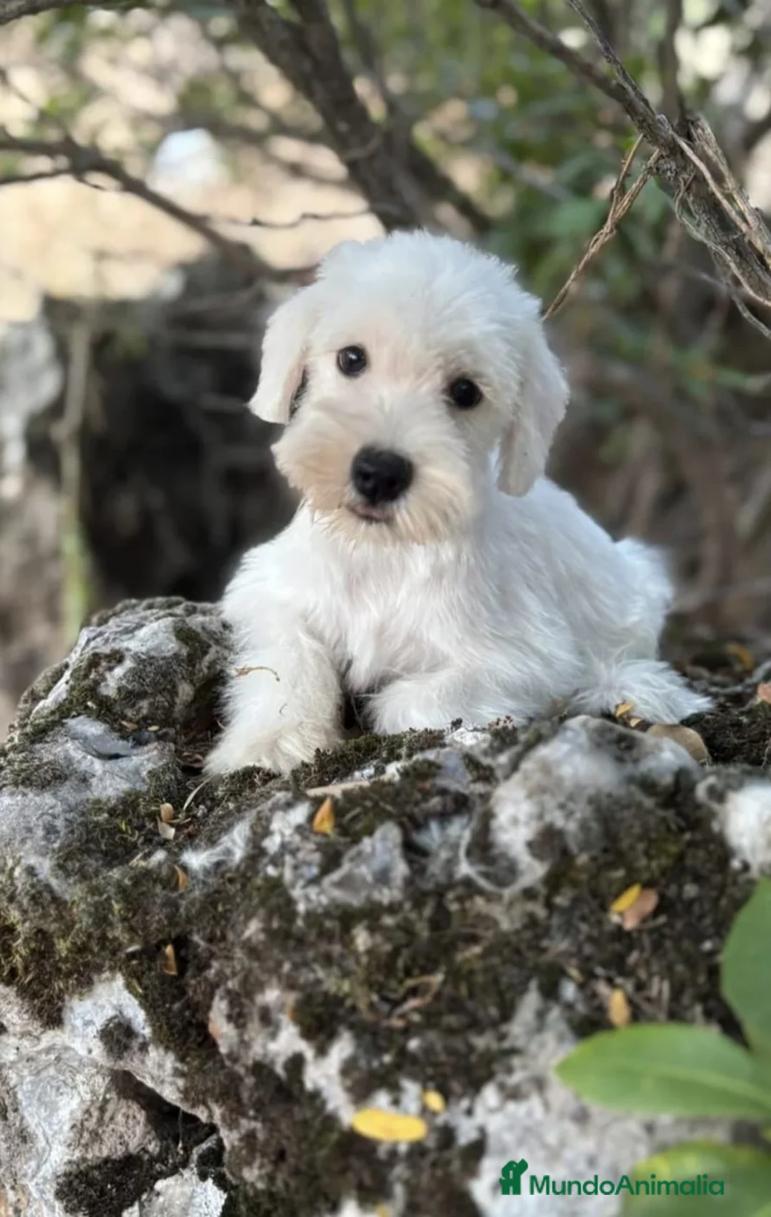 Schnauzer Miniatura perros en venta: Schnauzer blanco macho!!! - Anuncio 1