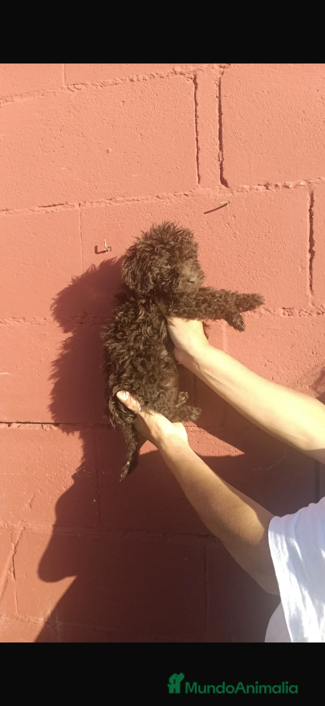 Perro de Agua Español perros en venta: Perros de agua🐶🐾 en Sevilla - Anuncio 2