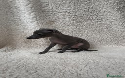 Pequeño Lebrel Italiano perros en venta: Pequeño lebrel Italiano Piccolo  - Imagen 3