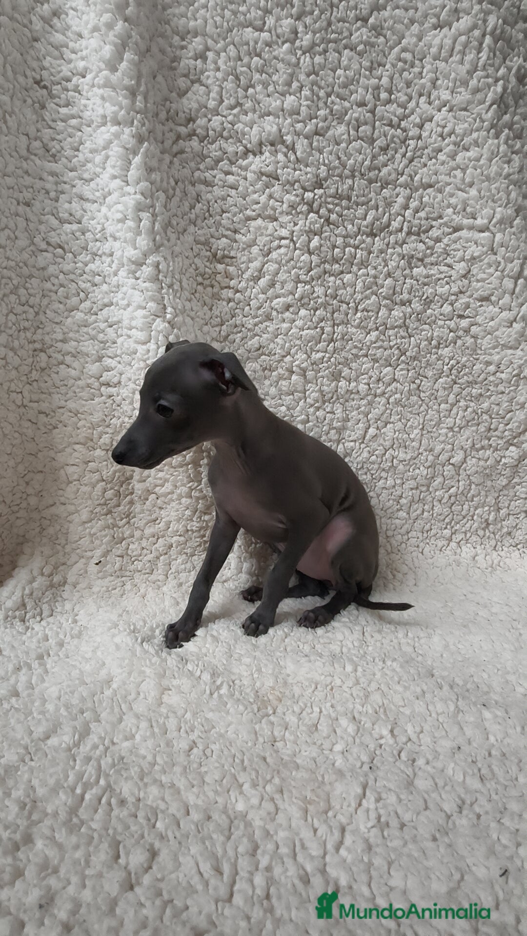 Pequeño Lebrel Italiano perros en venta: Pequeño lebrel Italiano Piccolo  - Imagen 3