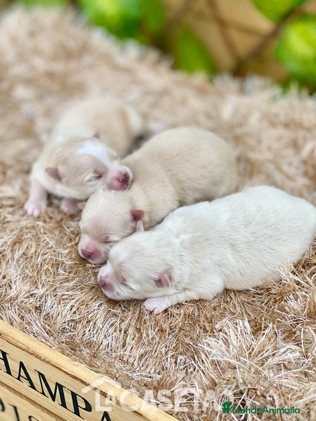 Pomerania perros en venta: Camada de Jazmín - Imagen 5