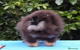 Pomerania perros en venta: Cachorros pomerania fotos reales  - Imagen 3