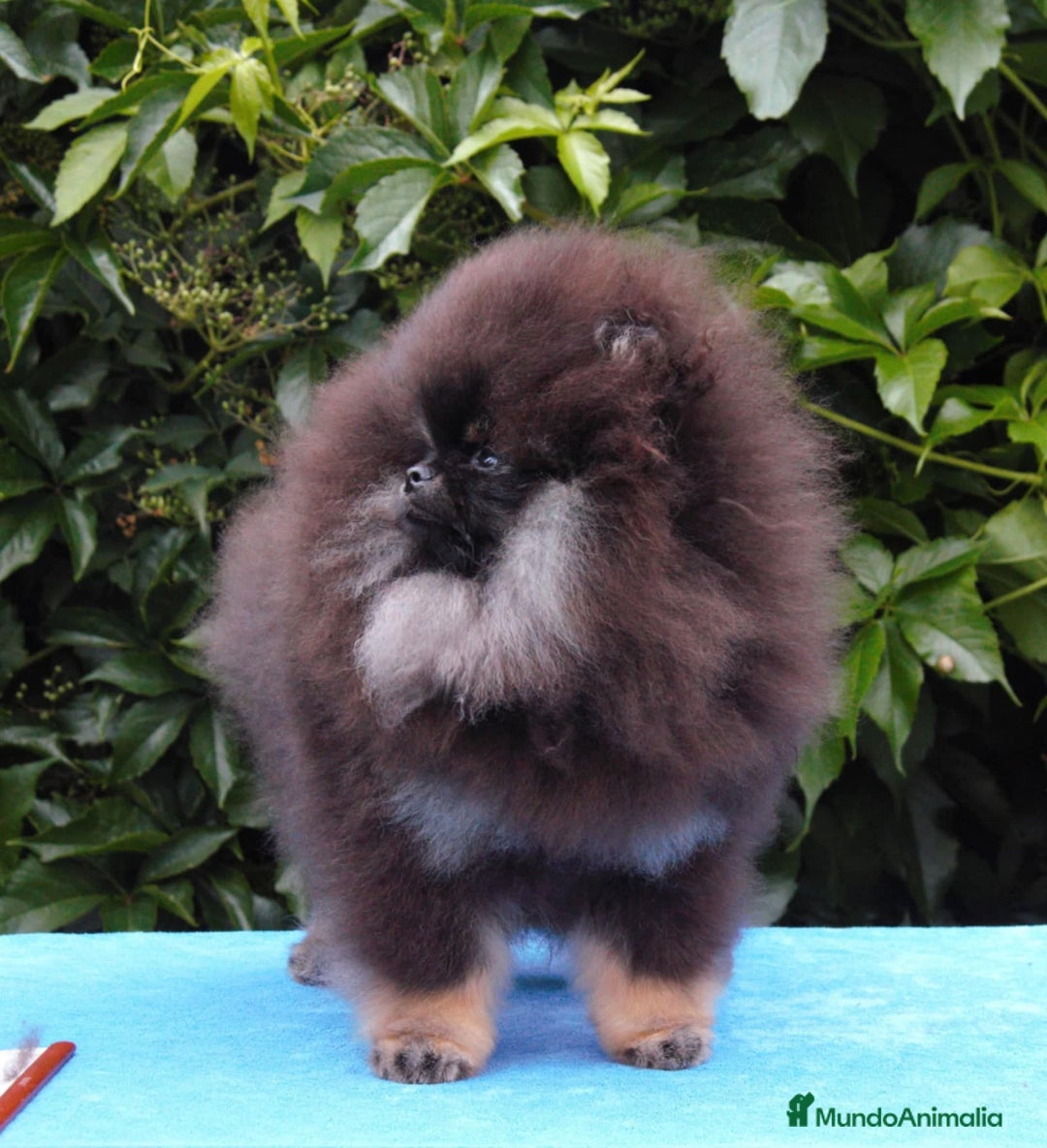 Pomerania perros en venta: Cachorros pomerania fotos reales  - Imagen 3