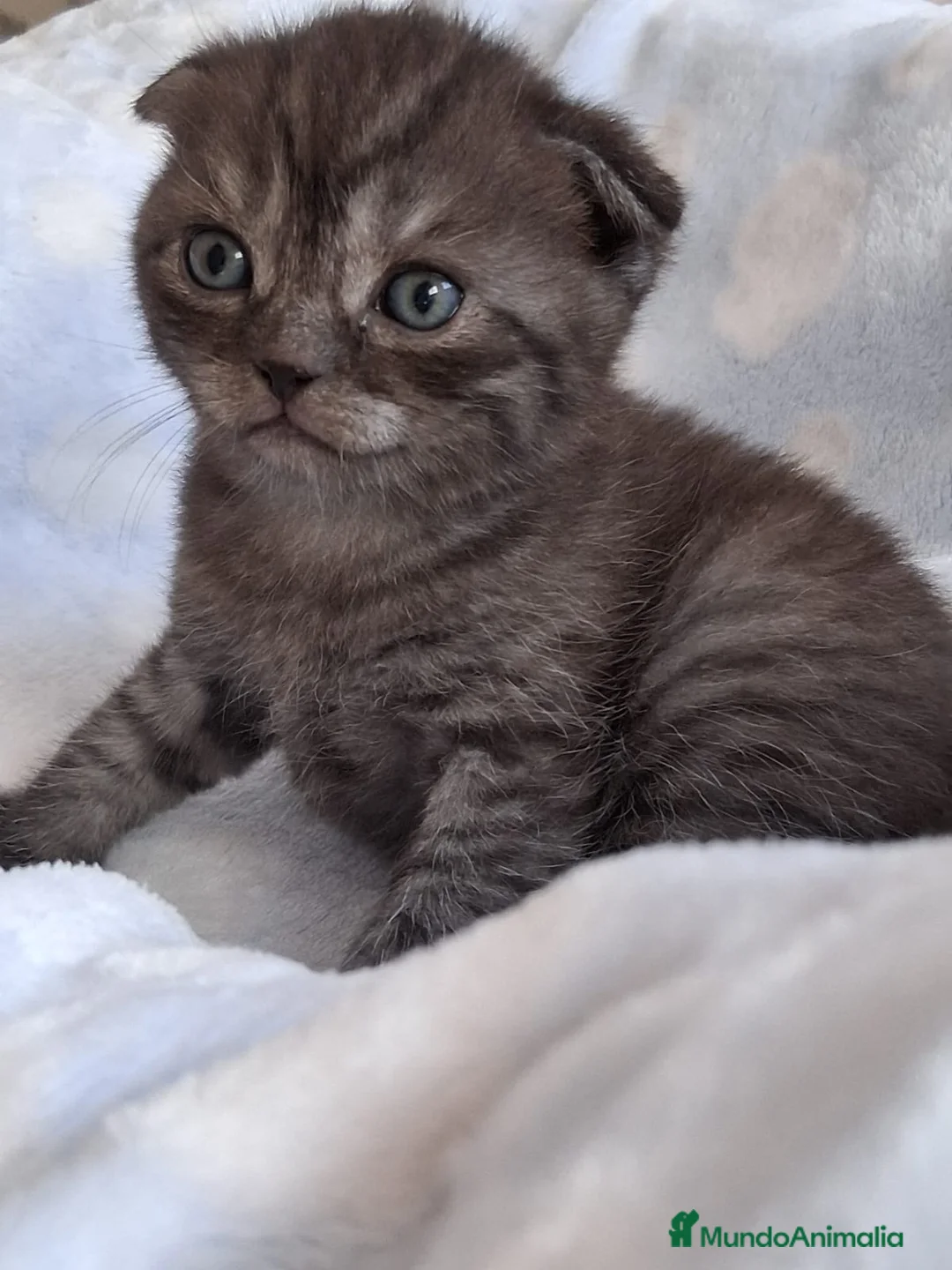Scottish Fold gatos en venta: Preciosos Scotthis chocolate y tabby chocolate en Madrid - Anuncio 4