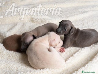 Pequeño Lebrel Italiano perros en Valencia - Anuncio 3