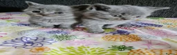 Británico de Pelo Corto gatos en venta: Brithis - Anuncio 11