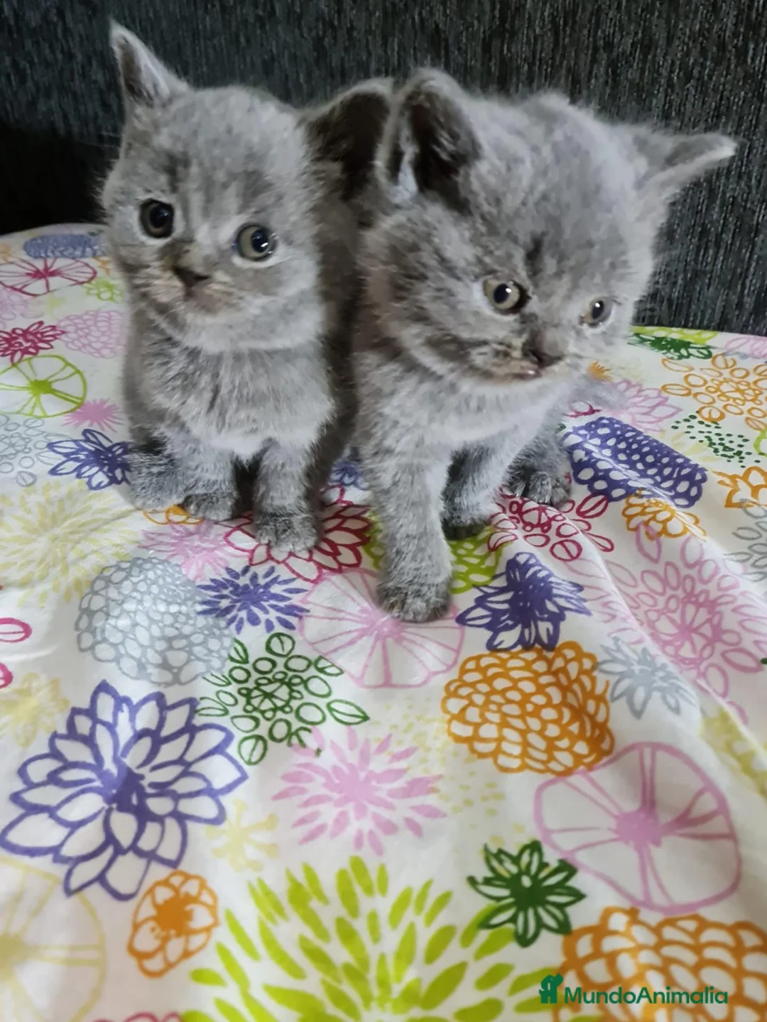 Británico de Pelo Corto gatos en venta: Brithis - Anuncio 11